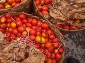 Fresh tomatoes direct from farm