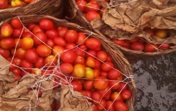 Fresh tomatoes direct from farm