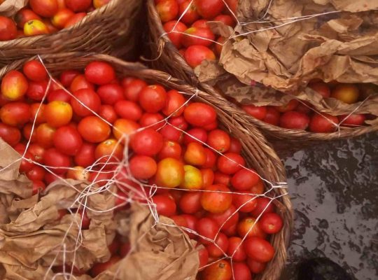 Fresh tomatoes direct from farm