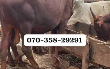 Cow for sale