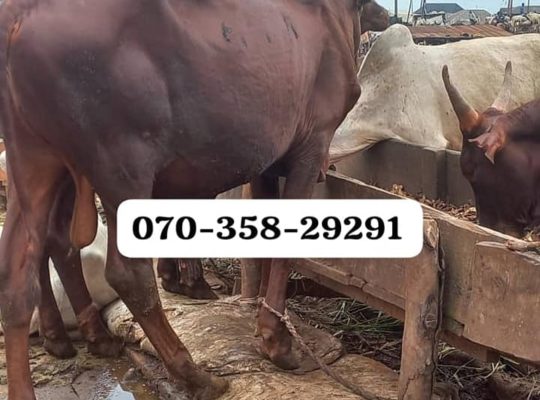 Cow for sale