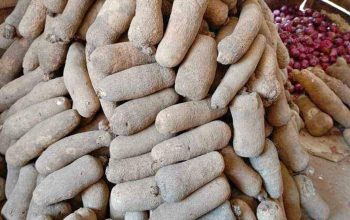 Benue yam for sale