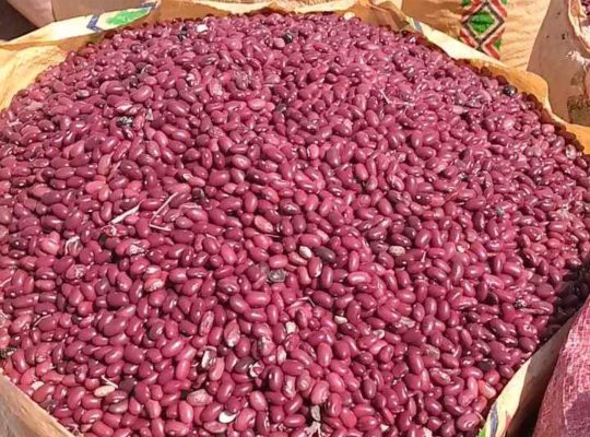 Kidney beans