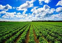 The Significance of Agriculture in Nigeria