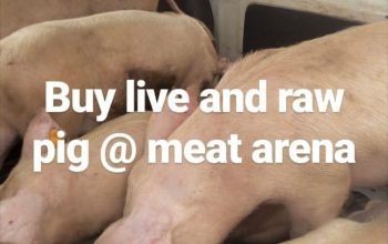 pig for sale