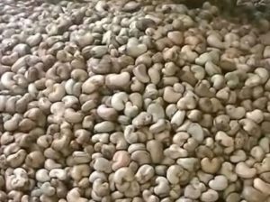 Dry Cashew nuts in tons