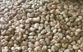 Dry Cashew nuts in tons