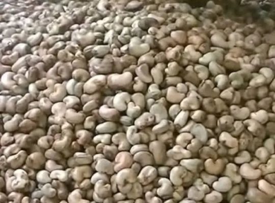 Dry Cashew nuts in tons