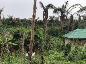 dry swamp land